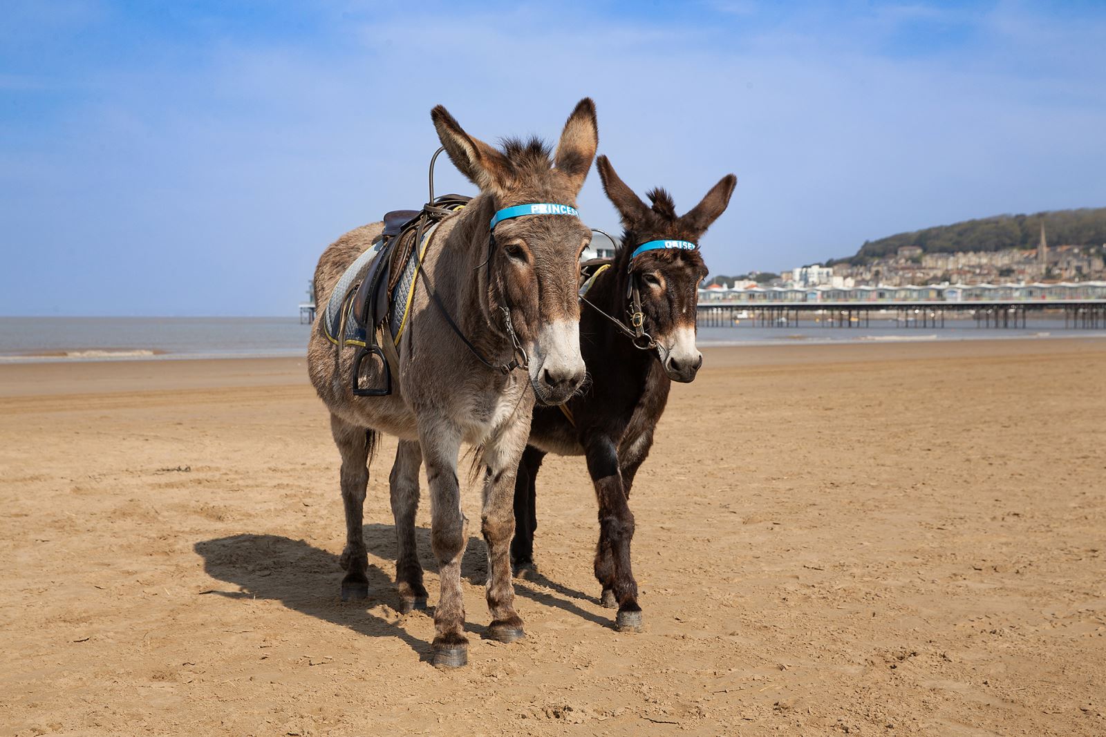 Two Weston donkeys